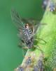 Pterocomma salicis